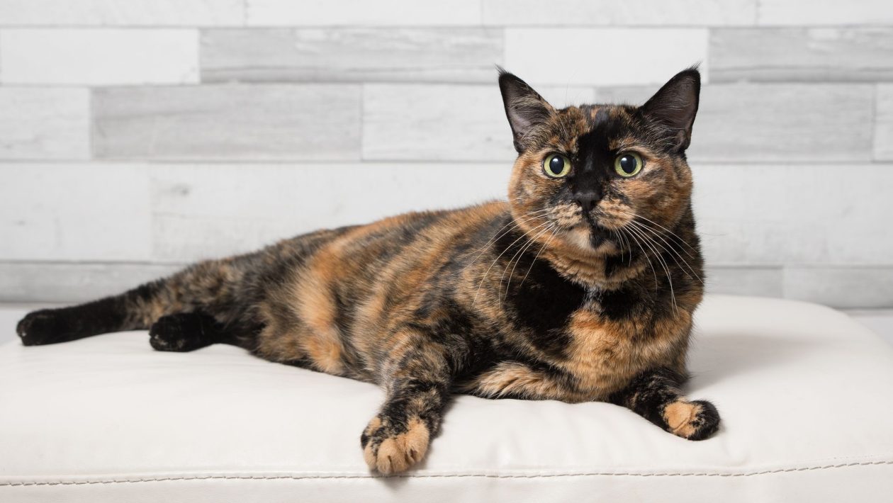 tortie cat personality