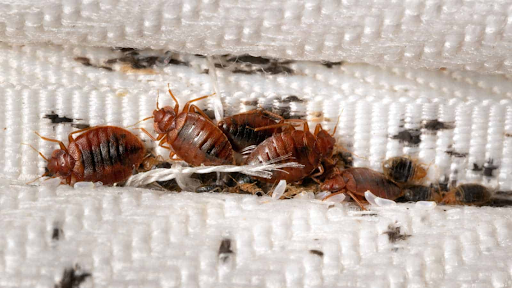 How To Get Rid Of Bed Bugs In Mattress